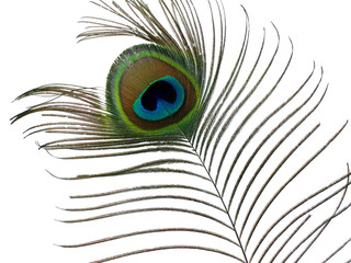 Fototapeta premium Peacock feather.