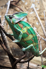 Obraz premium Camaleón II