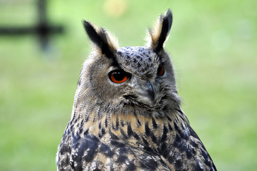 Virginia Uhu - Raubvogel