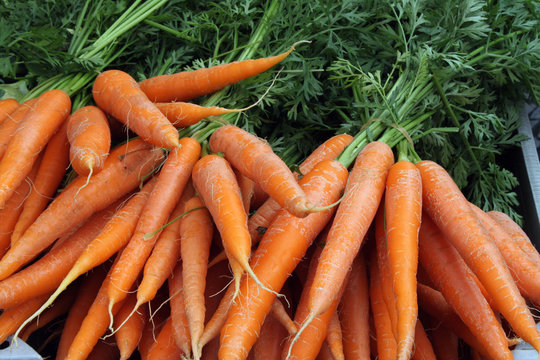 Karotten frisch vom Markt
