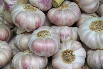 Knoblauch