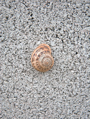 Snail