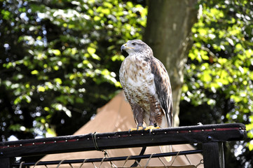 Bussard - Raubvogel