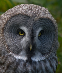Great grey owl. (Strix nebulosa)