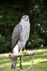 Sperber - Raubvogel