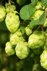 Hopfen