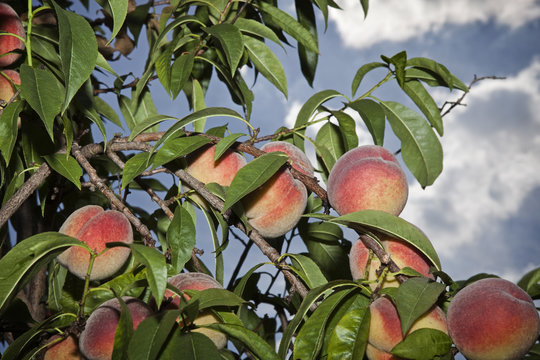 Pfirsichbaum mit reifen Pfirsichen