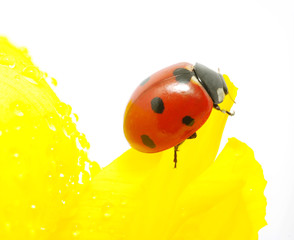 Fototapeta premium ladybug