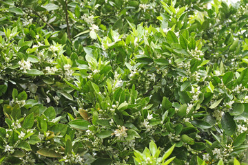 oranger en fleurs