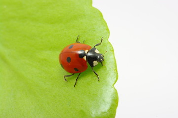 ladybird