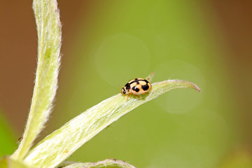 ladybug