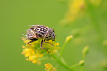 syrphidae insects