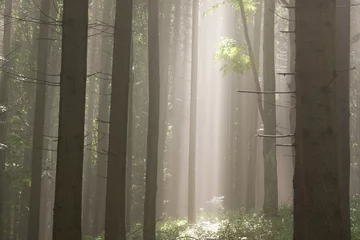Zelfklevend Fotobehang Fog in forest © Czintos Ödön