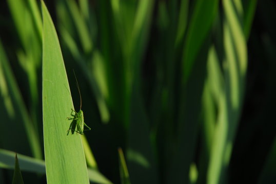 Cricket on a leave