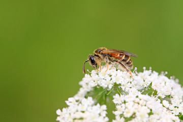 bees insects