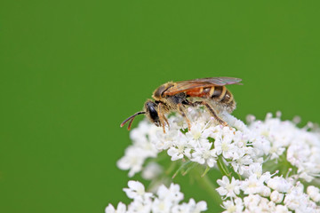 bees insects