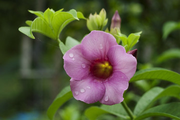 Fototapeta premium Allamanda Flowers