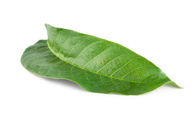 Fototapeta na wymiar Walnut leaf