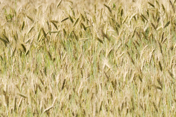 champ de blé