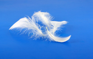 Feathers of pigeon over blue