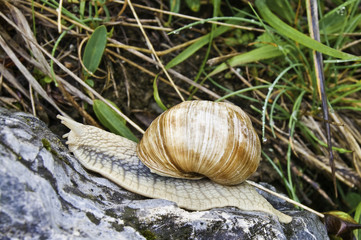 Parque nacional de la Vanoise
