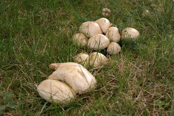 Pilze