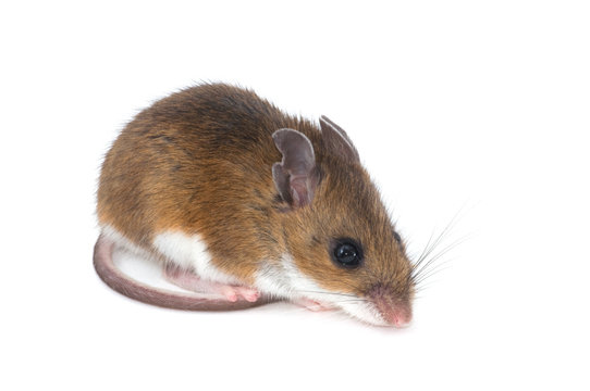 Isolated Mouse
