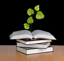 seedling growing from an open book