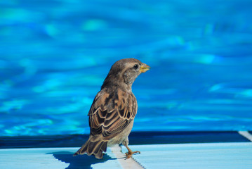 GORRIÓN BEBIENDO EN UNA PISCINA