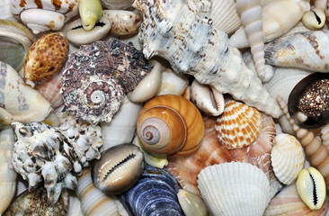 Sea Shells