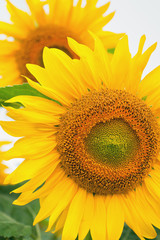 Sunflowers on a cloudy day