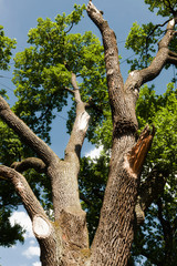 Five hundred years old oak tree