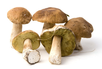 Boletus edulis