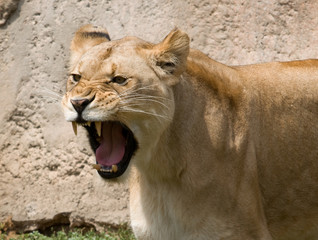 Obraz na płótnie Canvas Świetny Lioness
