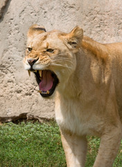 Roaring Lioness