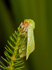 Green Silver-lines moth in common mare's tail