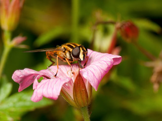 Beautiful striped hover fly in a flower
