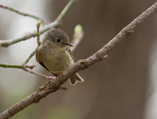 Ruby-crowned Kinglet