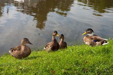 ducks
