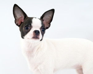 white with black chihuahua portrait