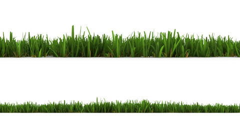 grass isolated on the white background