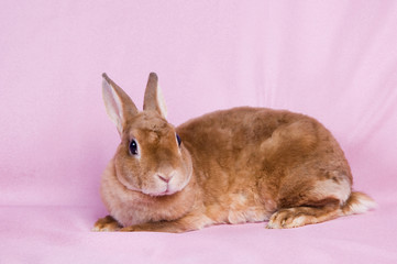 Small fluffy rabbit