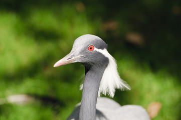 Demoiselle Crane