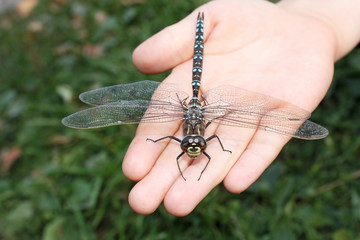 Большая стрекоза на детской руке