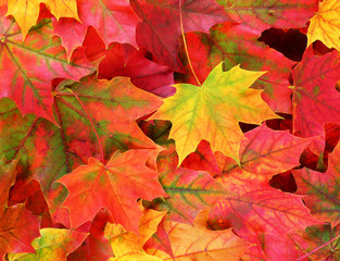 Naklejka na ściany i meble fall background colored maple leaves