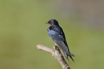Barn Swallow (Hirundo rustica)