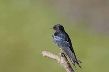 Barn Swallow (Hirundo rustica)
