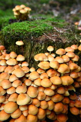 Pilze am Baumstumpf