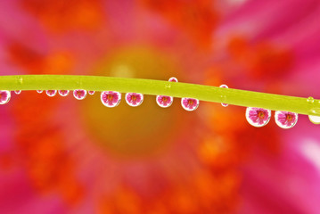 rain drops with pink daisies mirroring inside