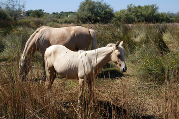 cavalli camargue 2 francia